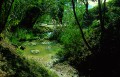 il parco, il verde e la natura